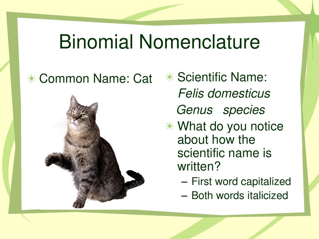 Scientific name