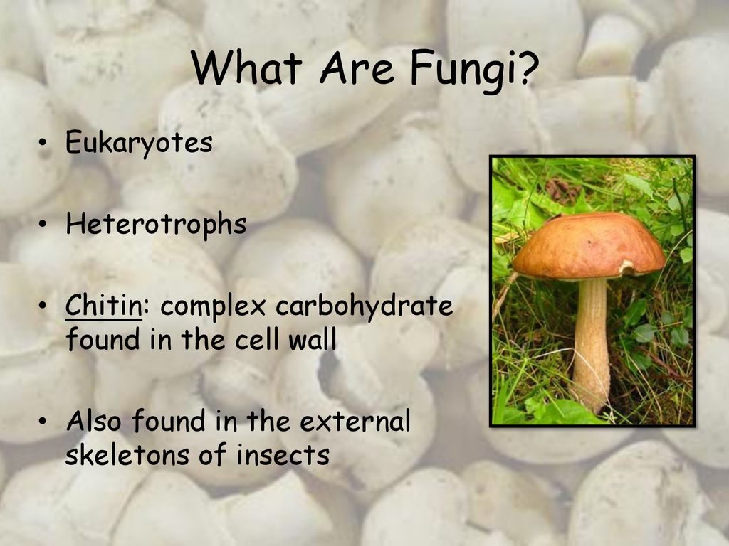 Protists & Fungi. - ppt download