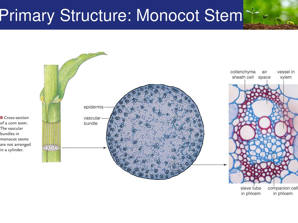 Primary Structure: Monocot Stem.