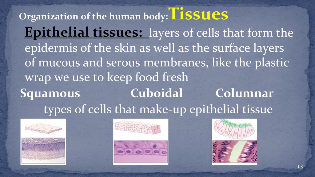 101 Remember Structural Organization Biology Diagrams