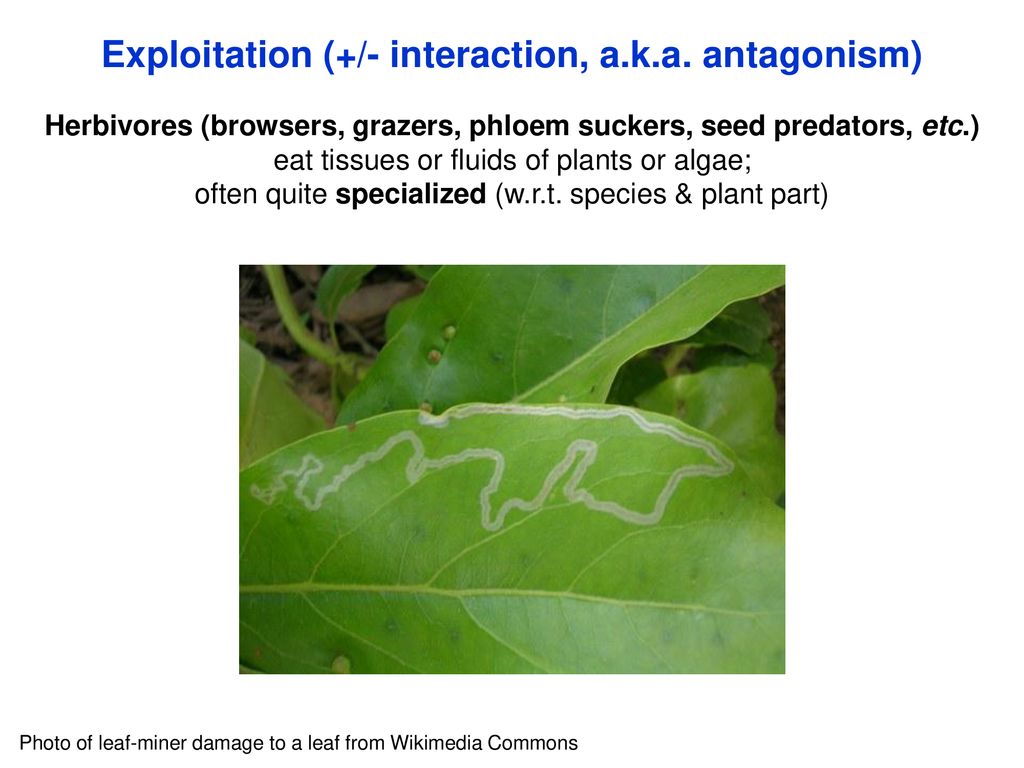 Predation Herbivory Please Do Not Use The Images In These