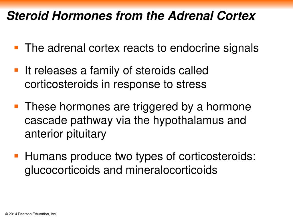 Steroid Hormones from the Adrenal Cortex