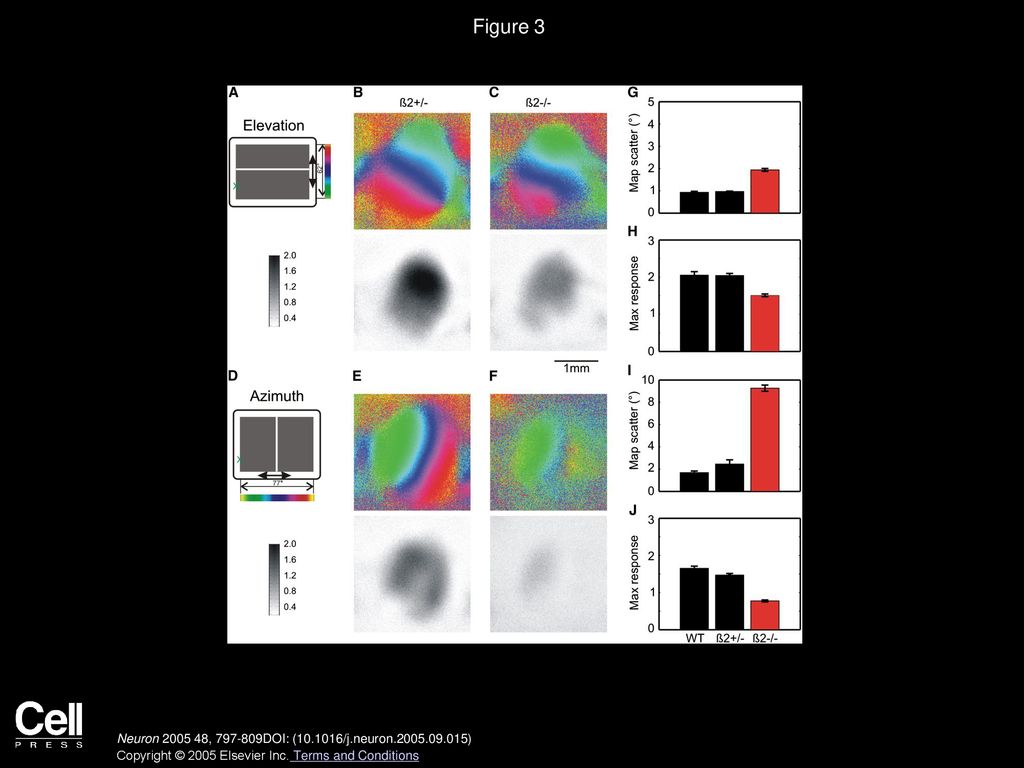 Figure 3 Cortical Retinotopic Maps Are Defective in β2−/− Mice