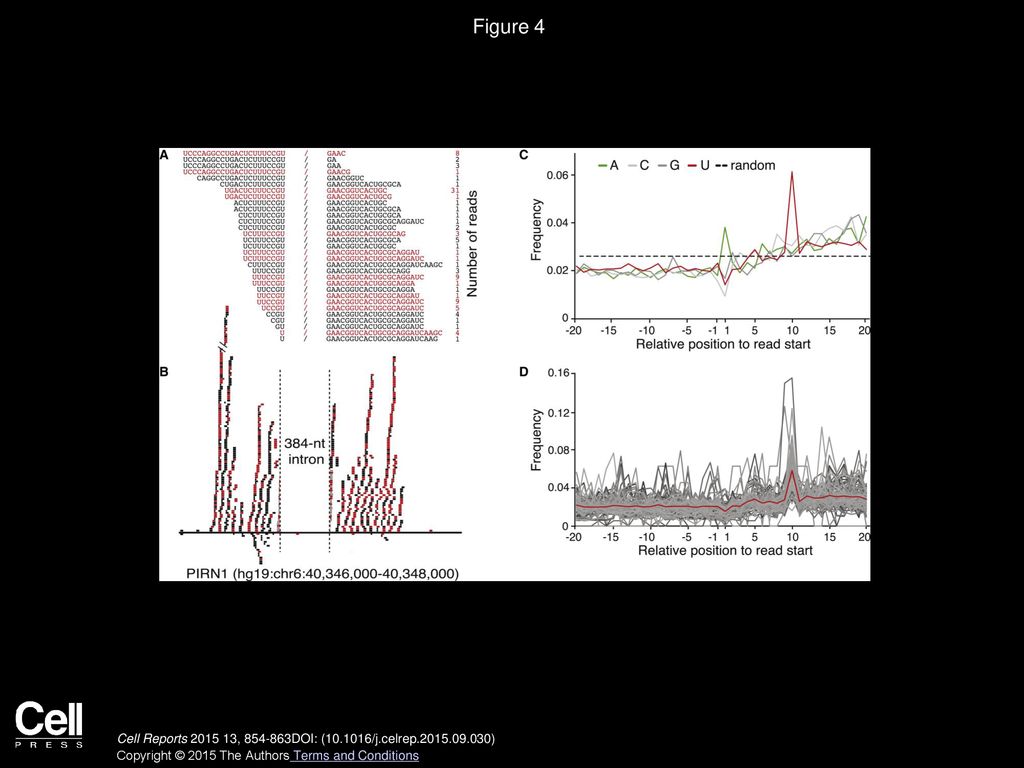 Figure 4 Alignment of Sequences Reveals Evidence of piRNA Biogenesis Post-splicing of Primary Transcript and Complimentary Strand Processing.
