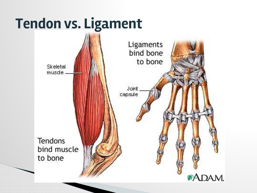 ppt download Biology Diagrams