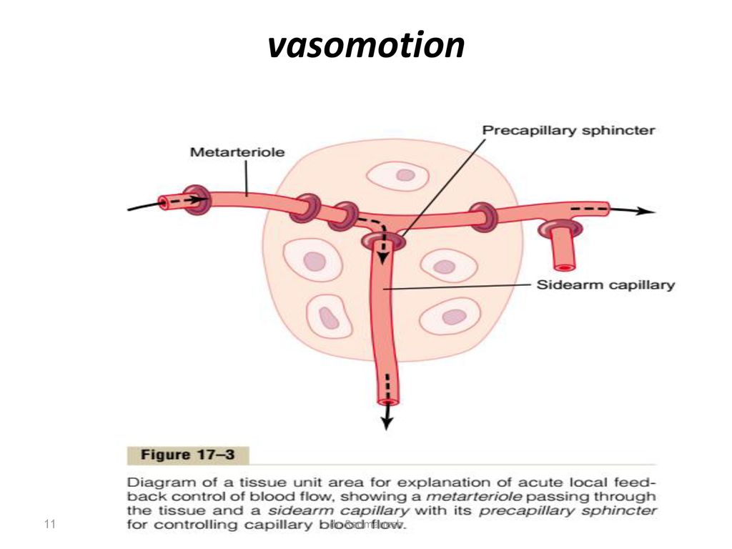 4BBY1060 - L19: Kidney Function III: Control of Blood Volume Flashcards