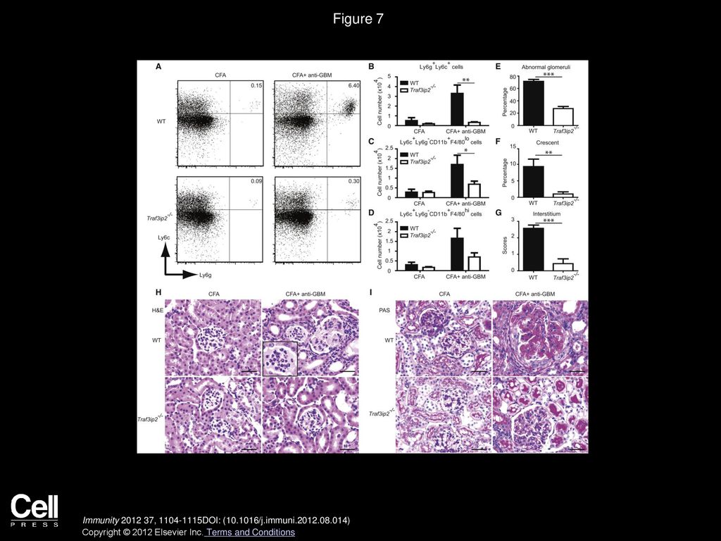 Figure 7 CIKS Deficiency Protects Mice from the Development of Antibody-Induced Glomerulonephritis.
