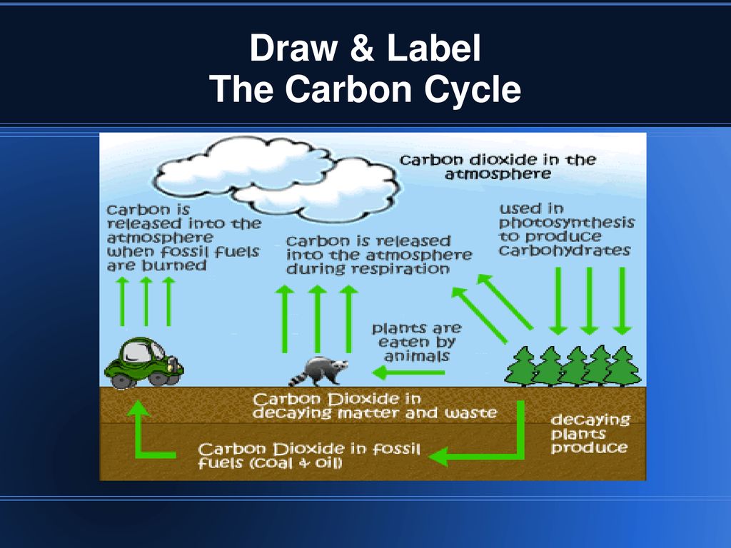 Draw & Label The Carbon Cycle