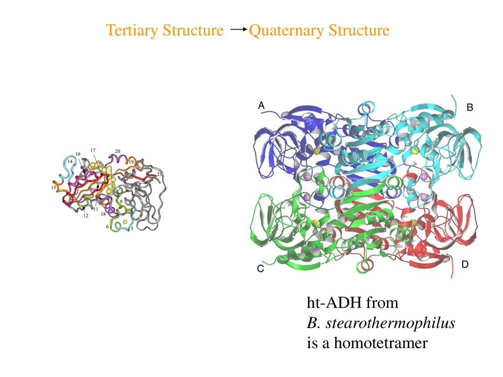 Tertiary Structure Quaternary Structure