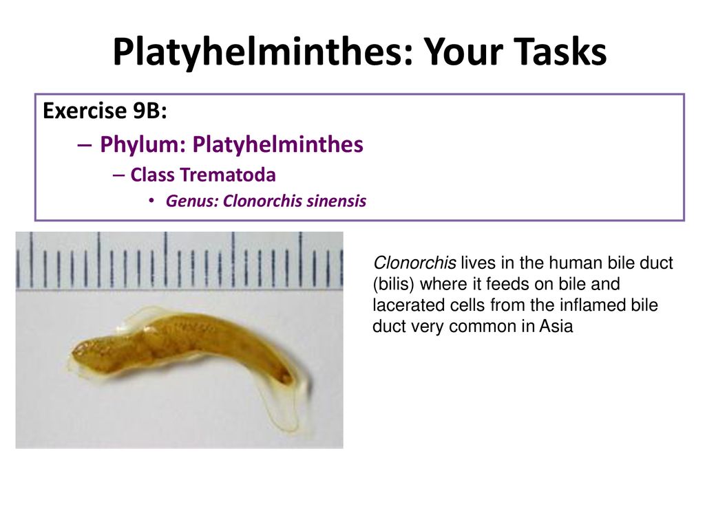 filo platyhelminthes turbellaria
