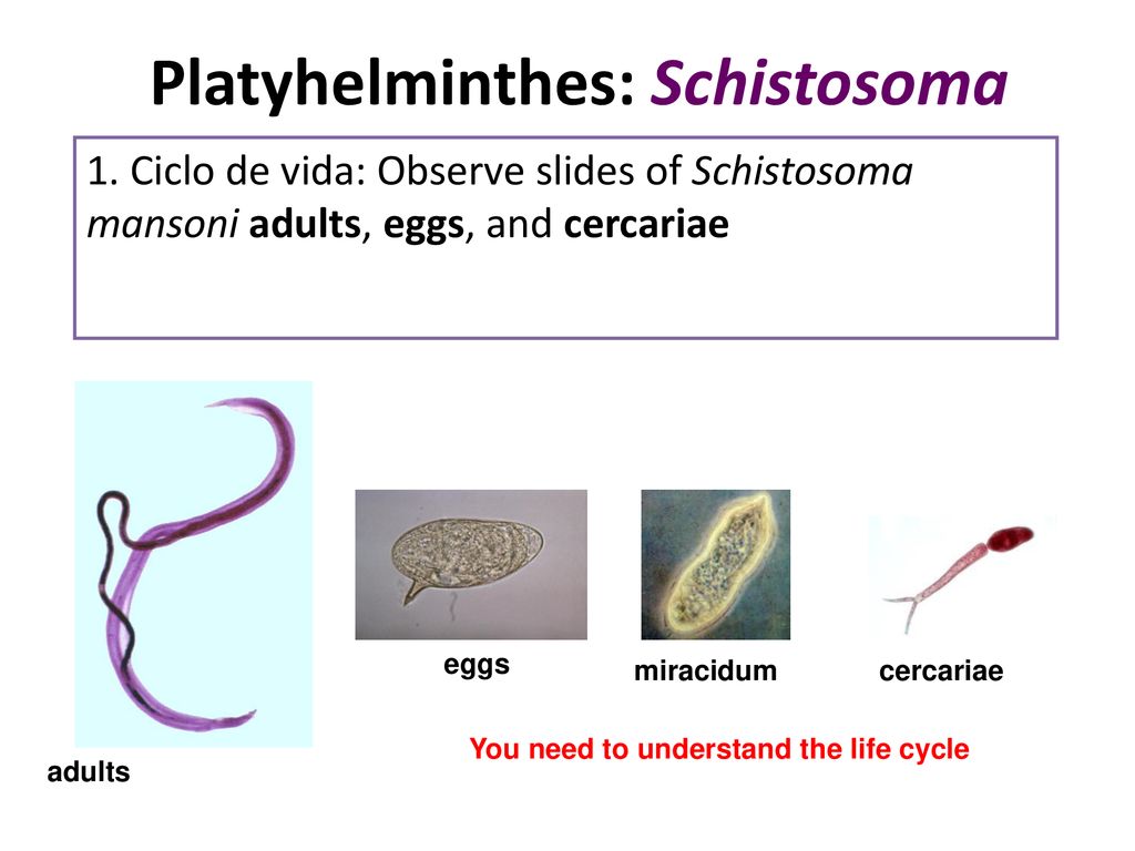 ciclo de vida filo platyhelminthes