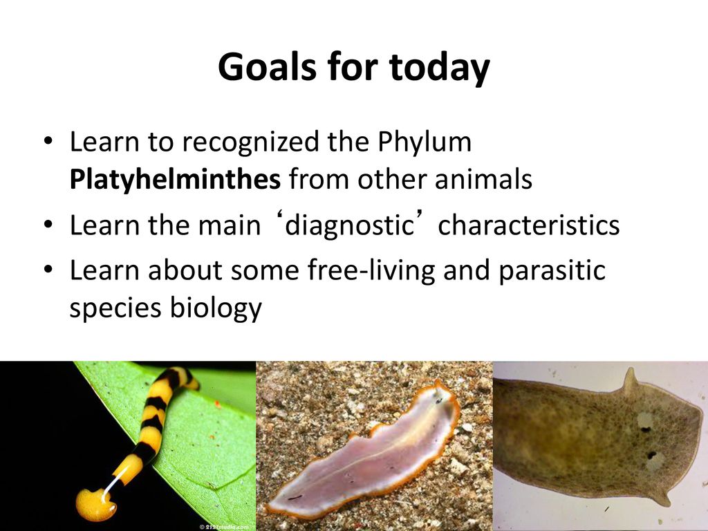 filo platyhelminthes ppt