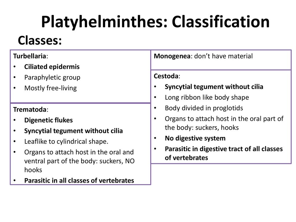 Filo platyhelminthes ppt - Ingeres PPTs View free & download | machojudit.hu