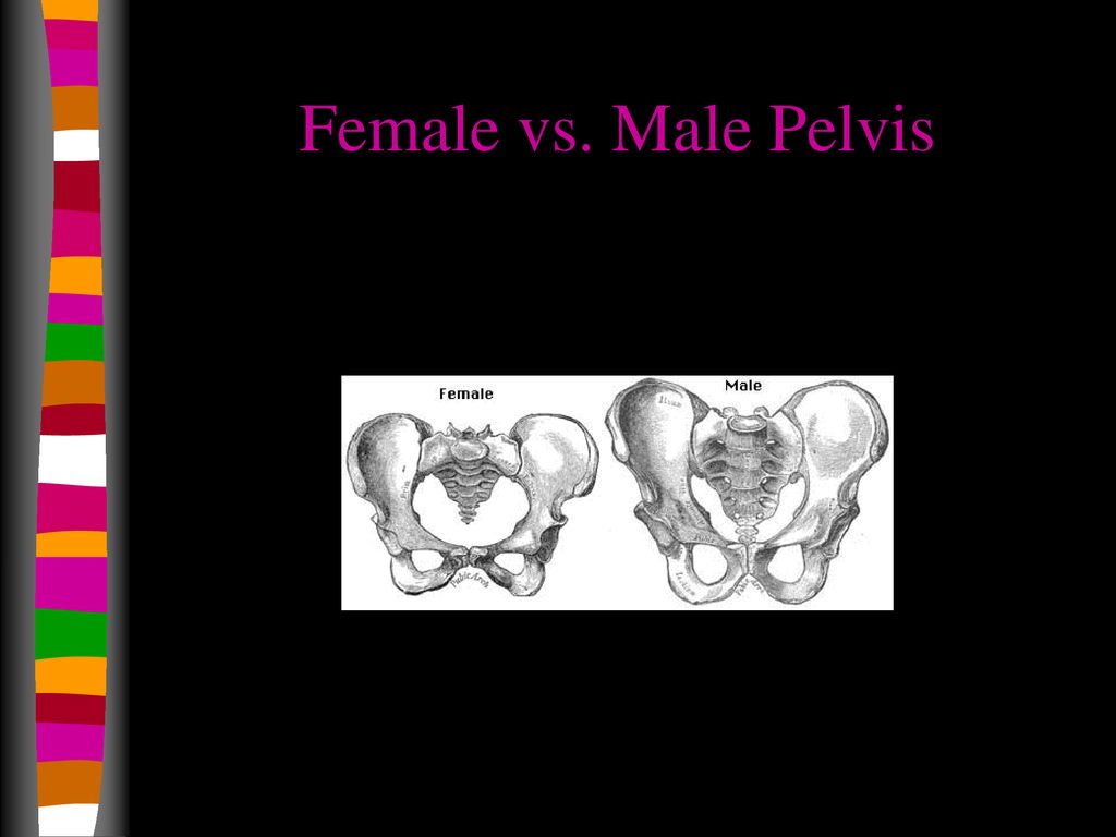 Skeletal System Axial Skeleton. - ppt download