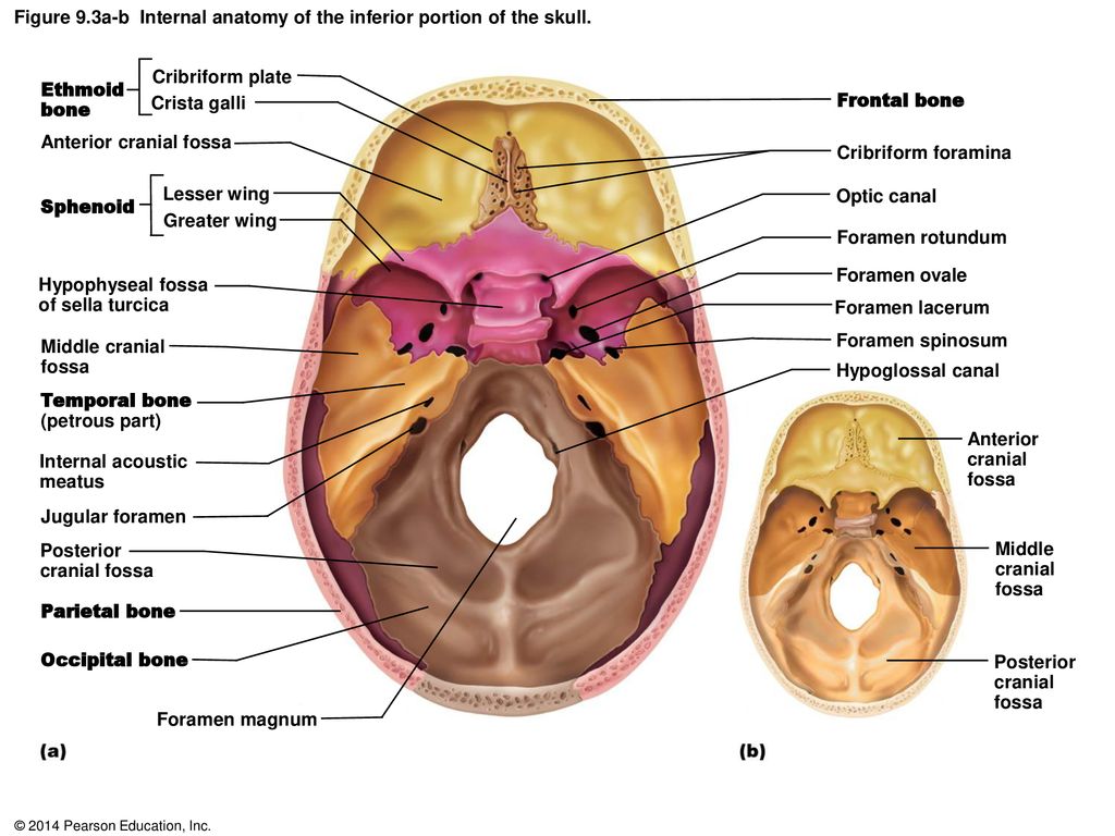 Figure 9 1a External Anatomy Of The Right Lateral Aspect Of