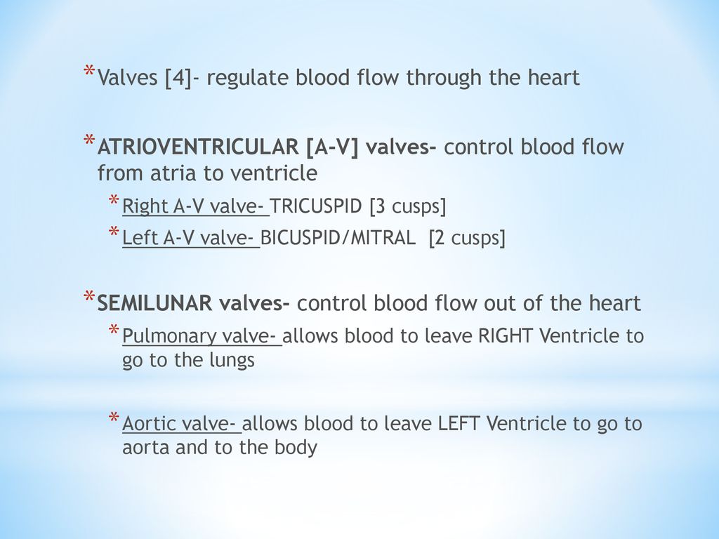 Valves [4]- regulate blood flow through the heart