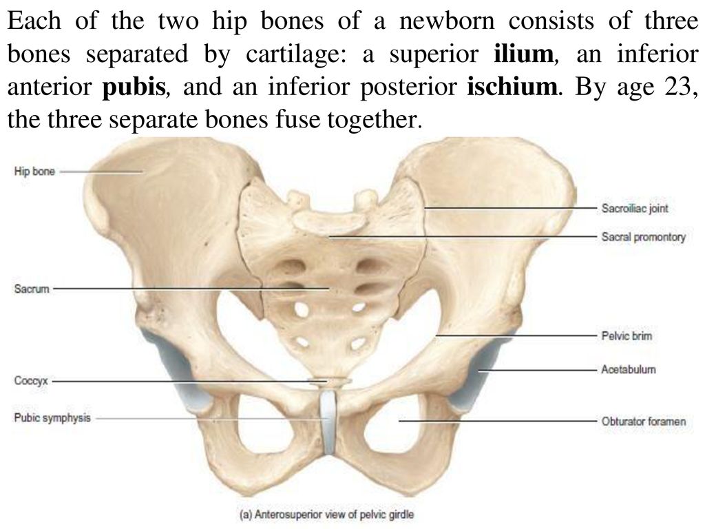 Is it just a coincidence that a bone in the pelvis is called the ilium and Troy from the Iliad is also called the ilium? Is there some sort of connection in