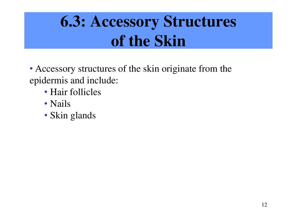 6.3: Accessory Structures of the Skin