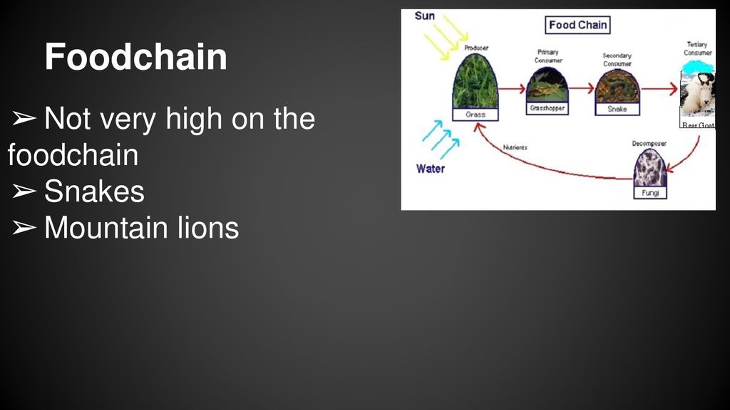 Mountain Goats By: Cody Smith. Biology Diagrams