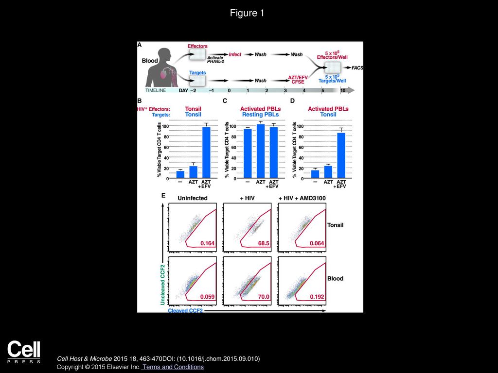 Figure 1 Blood-Derived CD4 T Cells Are Naturally Resistant to HIV-Mediated Depletion.