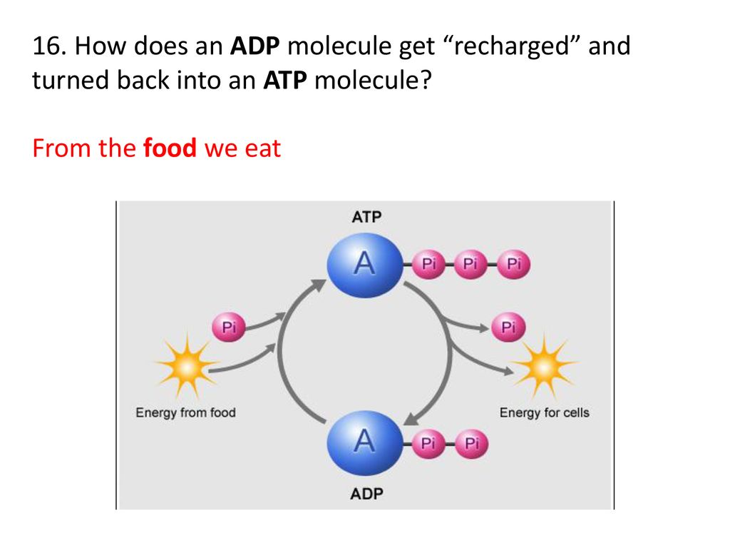 WKS Photosynthesis And Cellular Respiration Ppt Download wks-photosynthesis-and-cellular-respiration-ppt-download