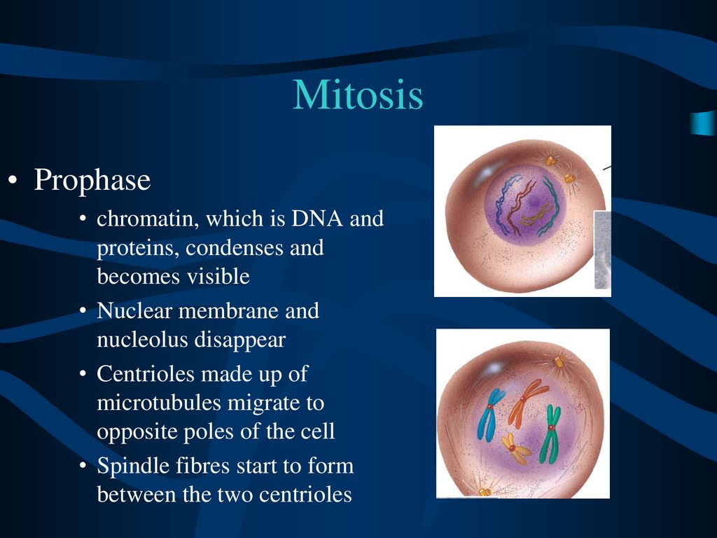 Cellular Reproduction and Chromosomes Biology Diagrams