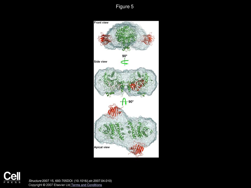 Volume 15, Issue 6, Pages (June 2007) - Ppt Download