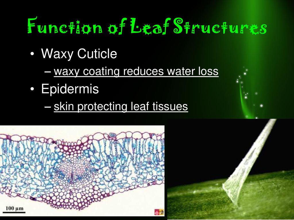 Photosynthesis Life from Light and Air ppt download