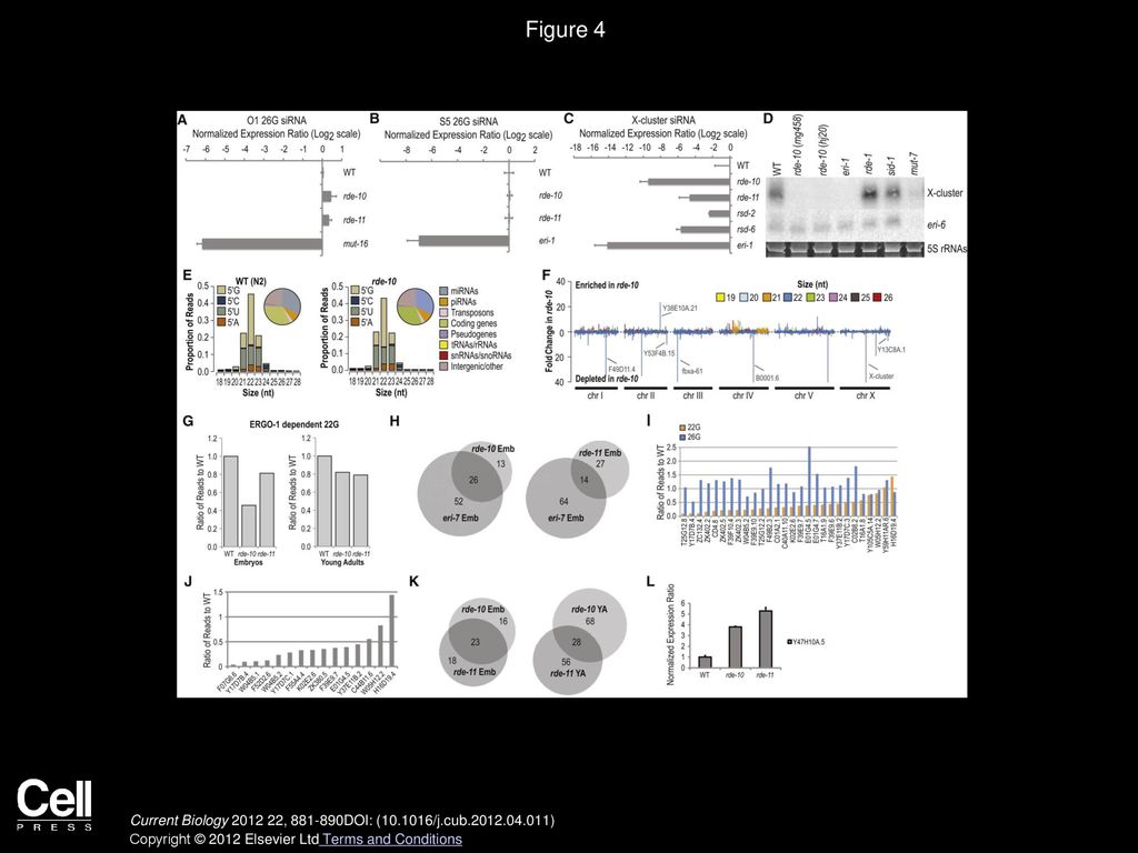 Figure 4 rde-10 and rde-11 Genes Regulate the Levels of a Subset of WAGO Class 22G siRNAs.