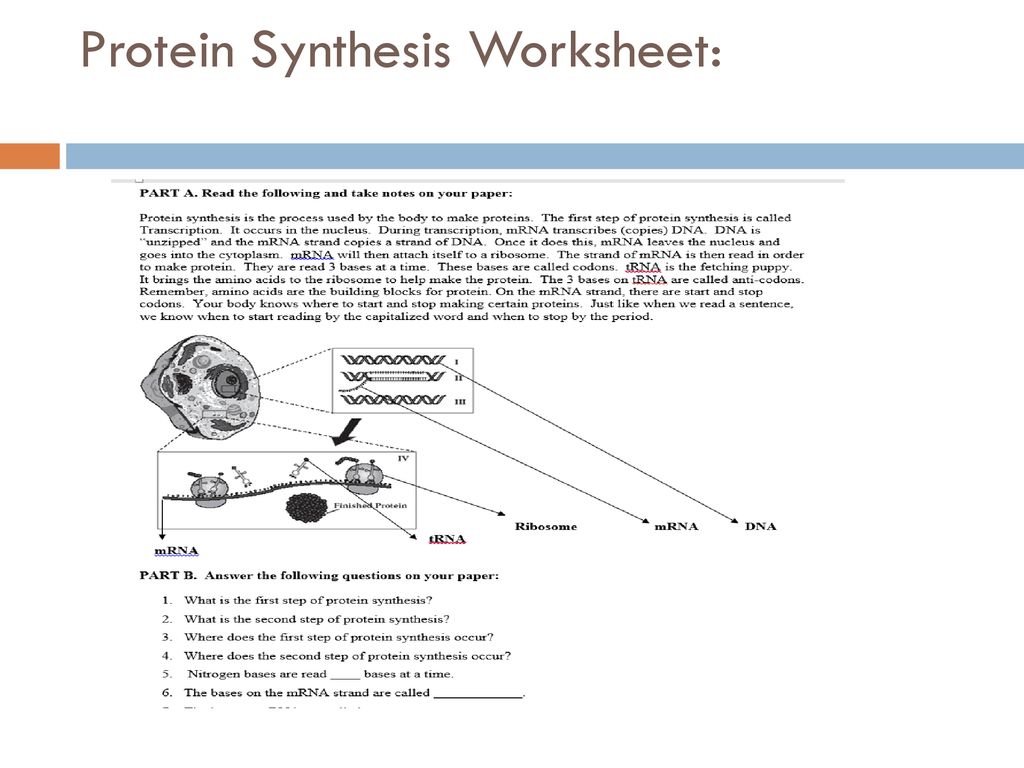 Unit 22: Protein Synthesis - ppt download Throughout Protein Synthesis Worksheet Answer Key