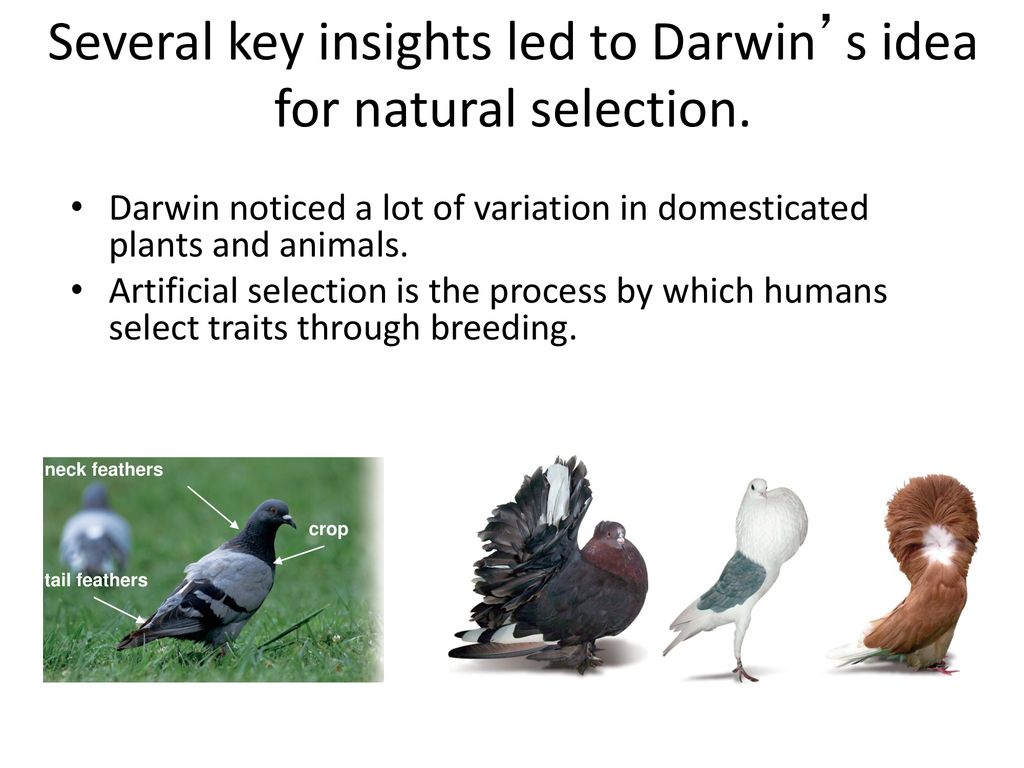 Several key insights led to Darwin’s idea for natural selection.