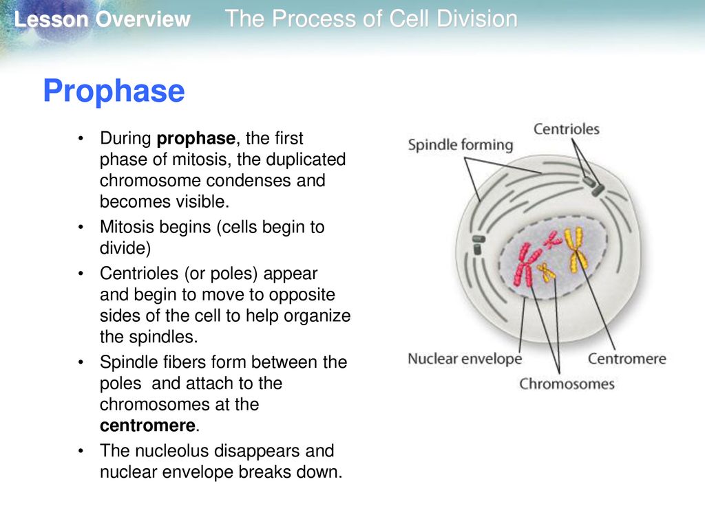 10.2 The Process of Cell Division - ppt download