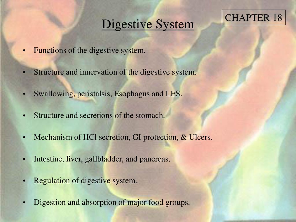 Digestive System Chapter 18 Functions Of The Digestive System
