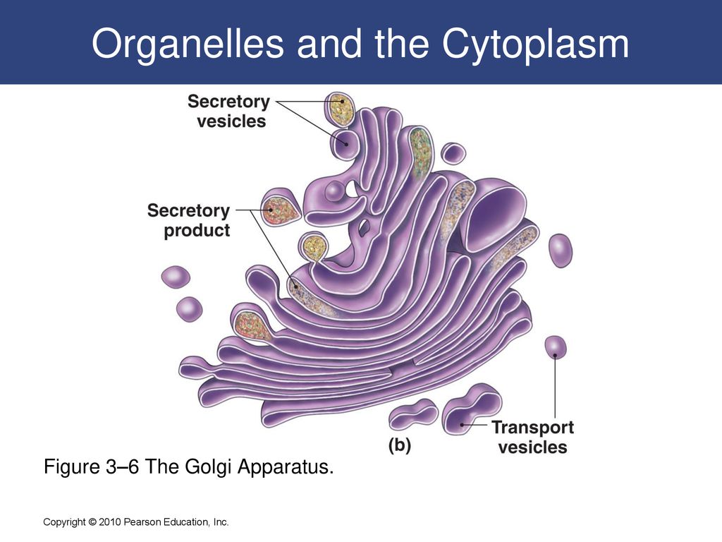 Organelles and the Cytoplasm