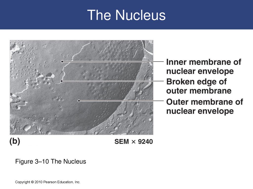 The Nucleus Figure 3–10 The Nucleus