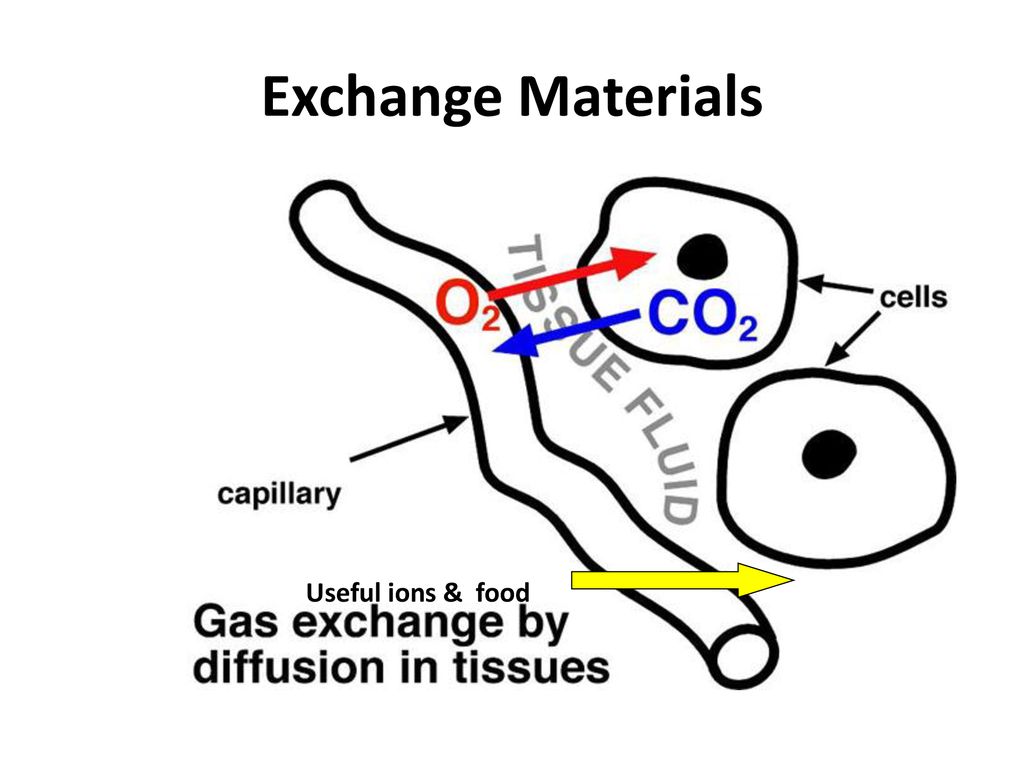 Exchange Materials Useful ions & food