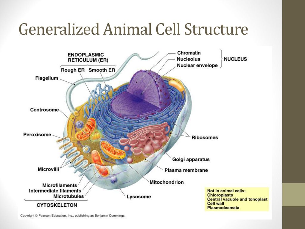 Cells and Cellular Processes Review - ppt download