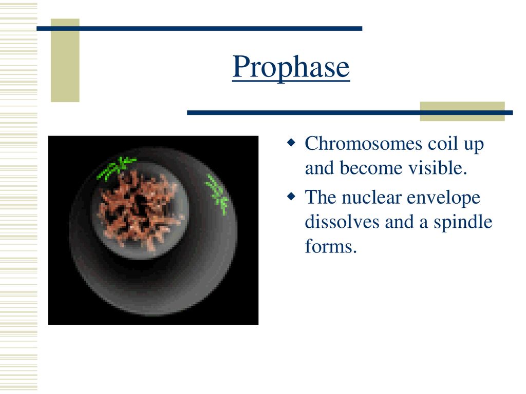 Cellular Reproduction Biology Diagrams