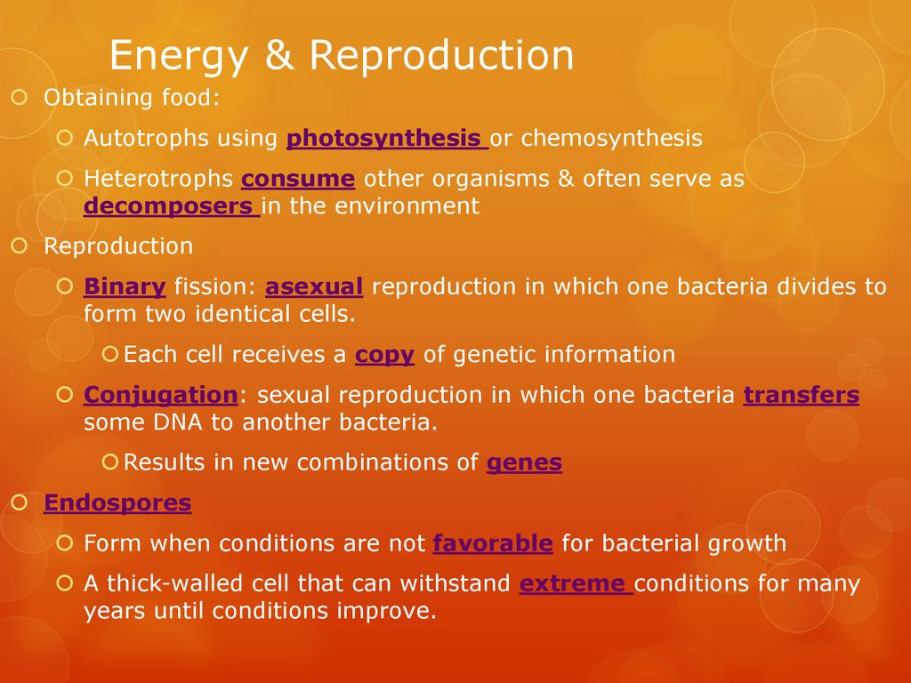 Bacteria Chapter 2 Lesson ppt download
