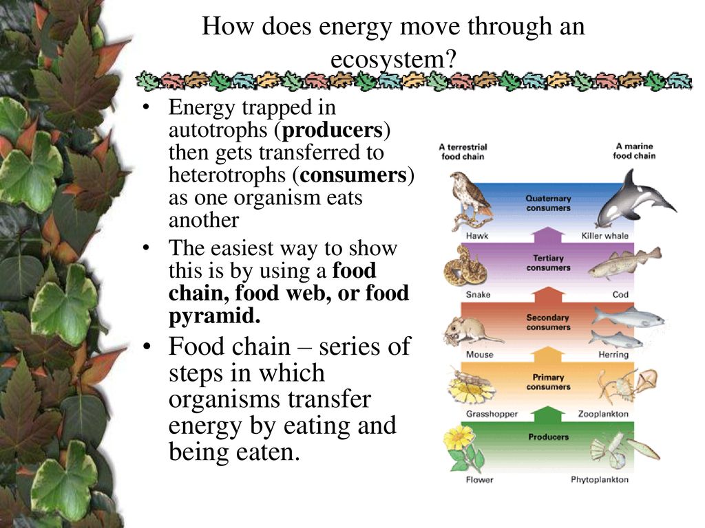 Ecology 1: Ecosystems. Biology Diagrams