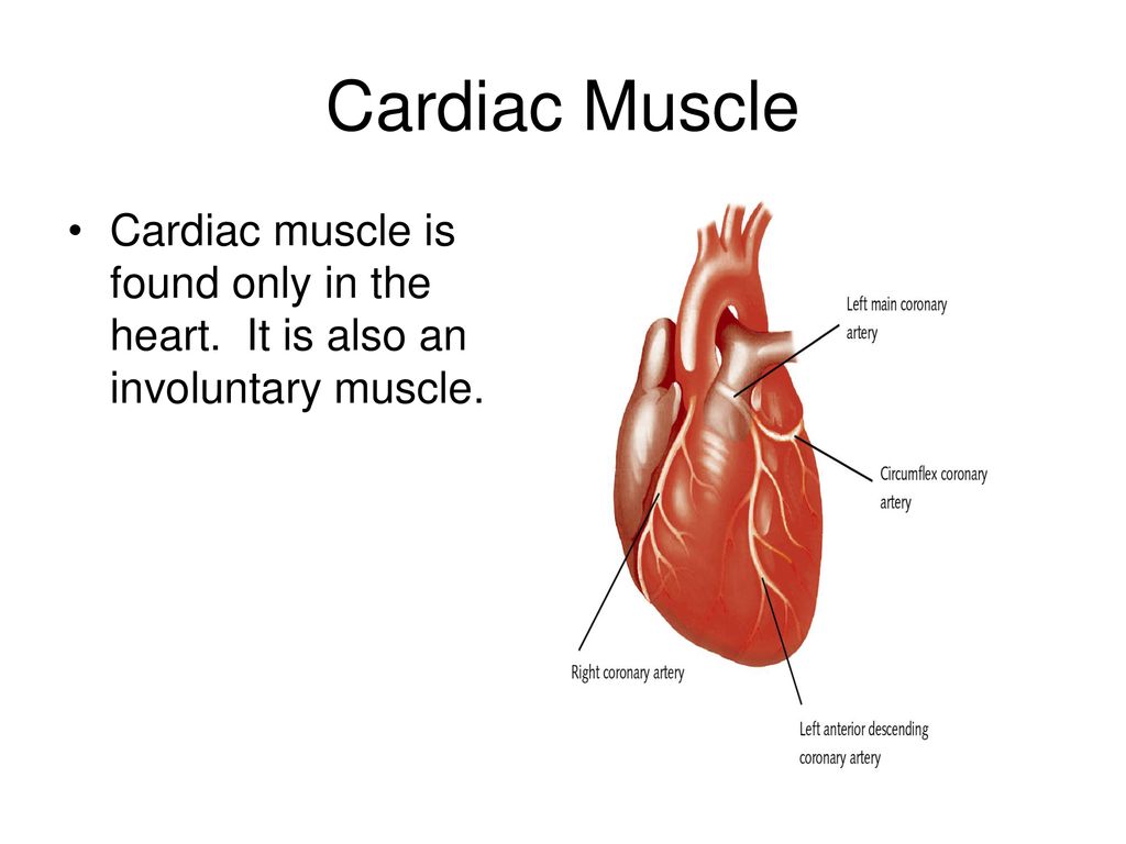 Cardiac Muscle Cardiac muscle is found only in the heart. It is also an involuntary muscle.
