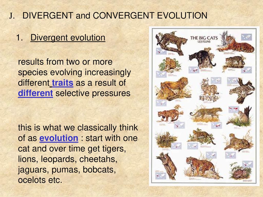 What Is Divergent Evolution?