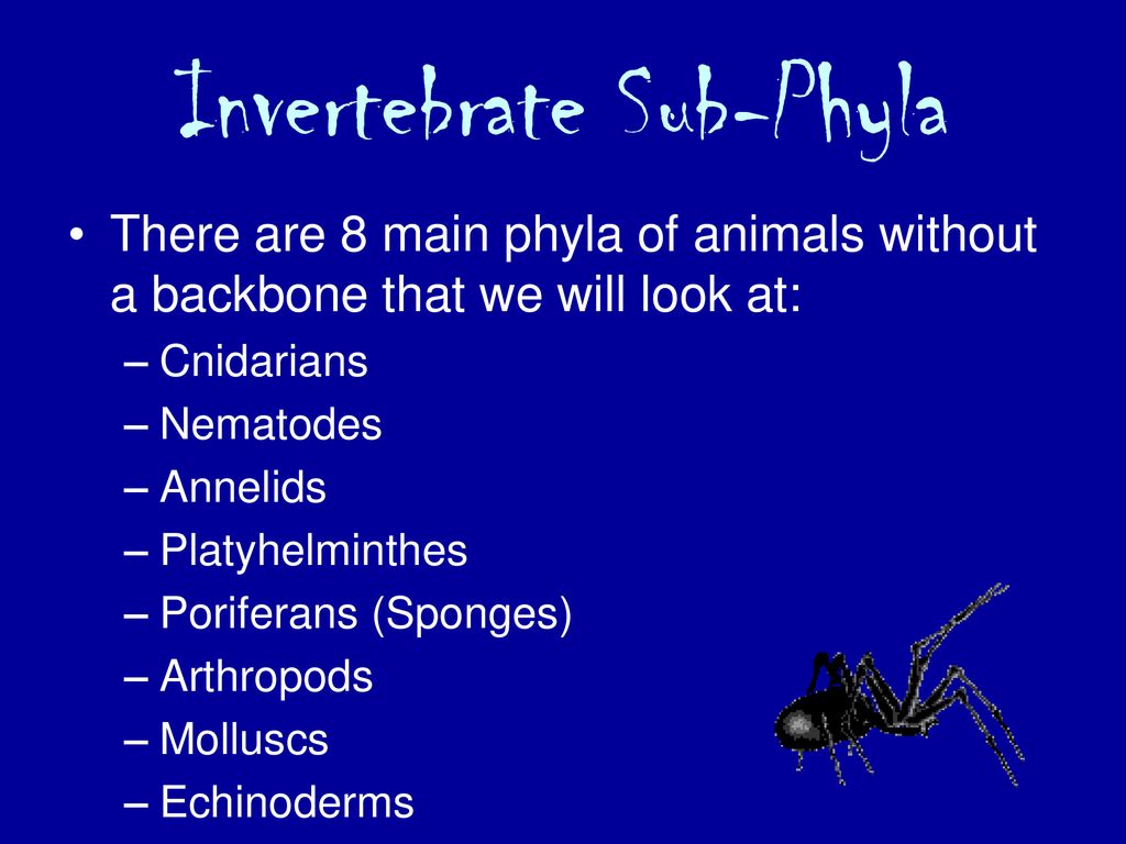 Invertebrate Classification - ppt download