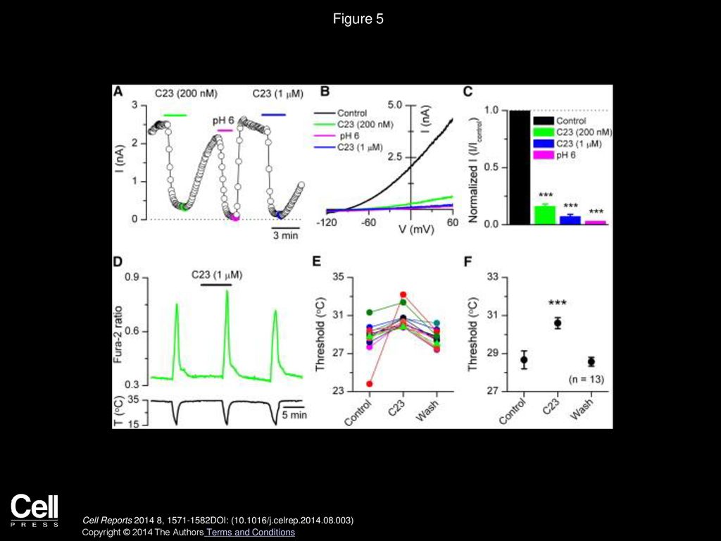 Figure 5 A Specific TASK-3 Antagonist Shifts the Temperature Threshold of TRPM8 Neurons.