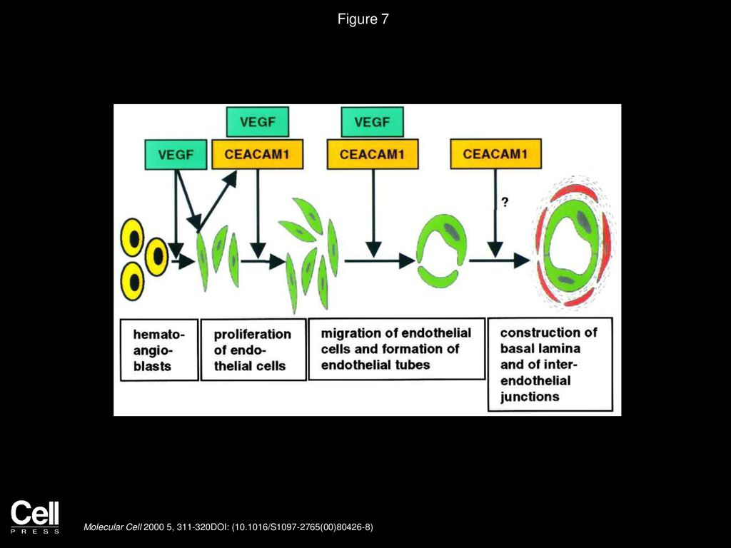 Figure 7 The Role of CEACAM1 in Vascular Formation
