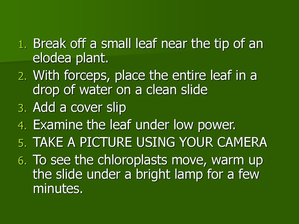 Plant Vs Animal A Cellular Comparison Ppt Download