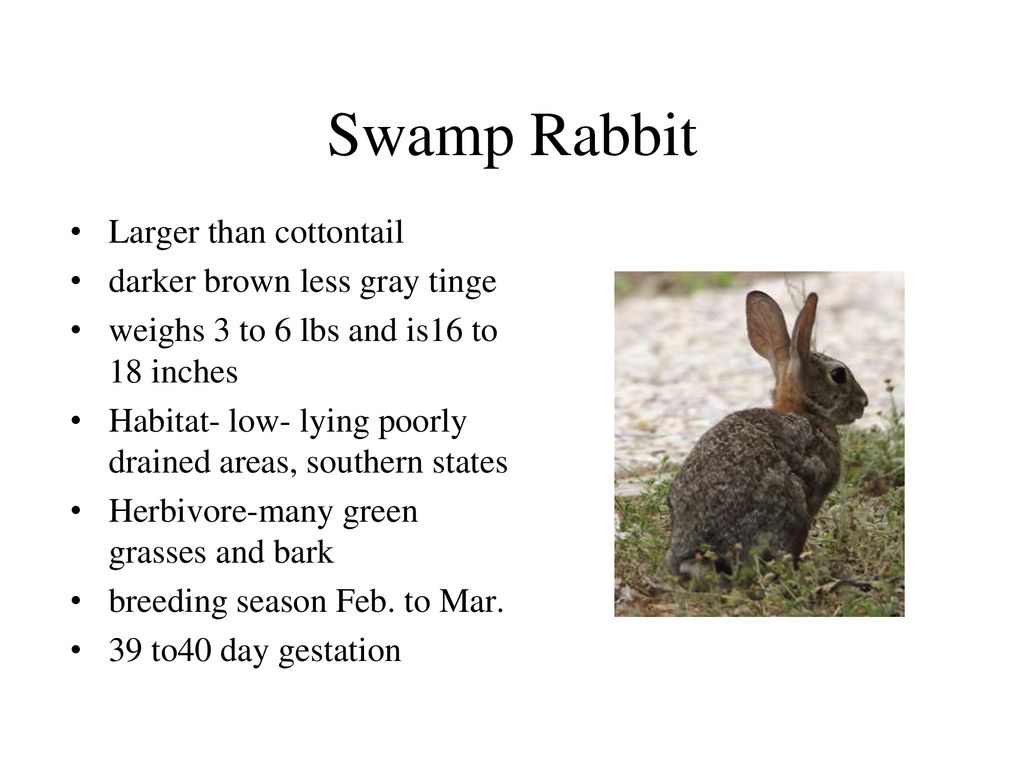 Small Mammals By: Dustin Carnahan. - ppt download