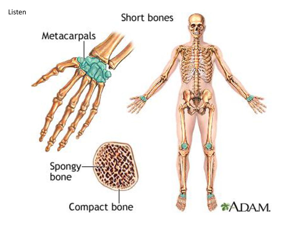 Huesos скелет. Функции short Bones. Skeleton functions.
