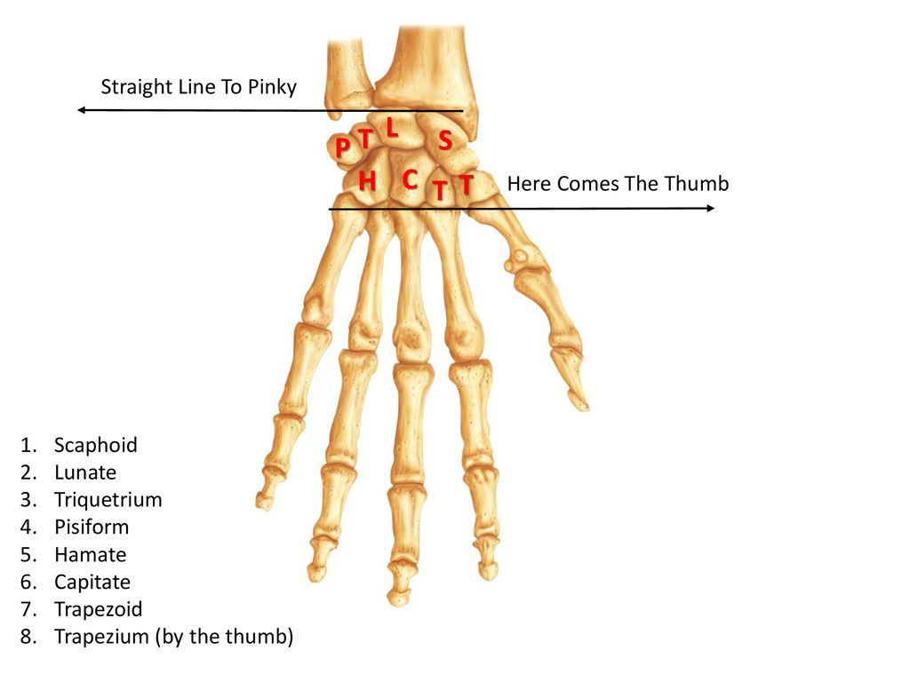 Hand bone. Кости запястья анатомия. Кости кисти ладонная поверхность. Кости запястья анатомия человека. Кости кисти ладонная поверхность анатомия.