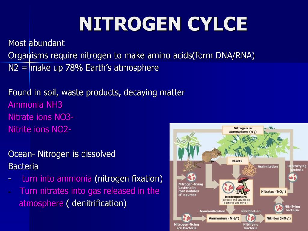 Ecology. - ppt download